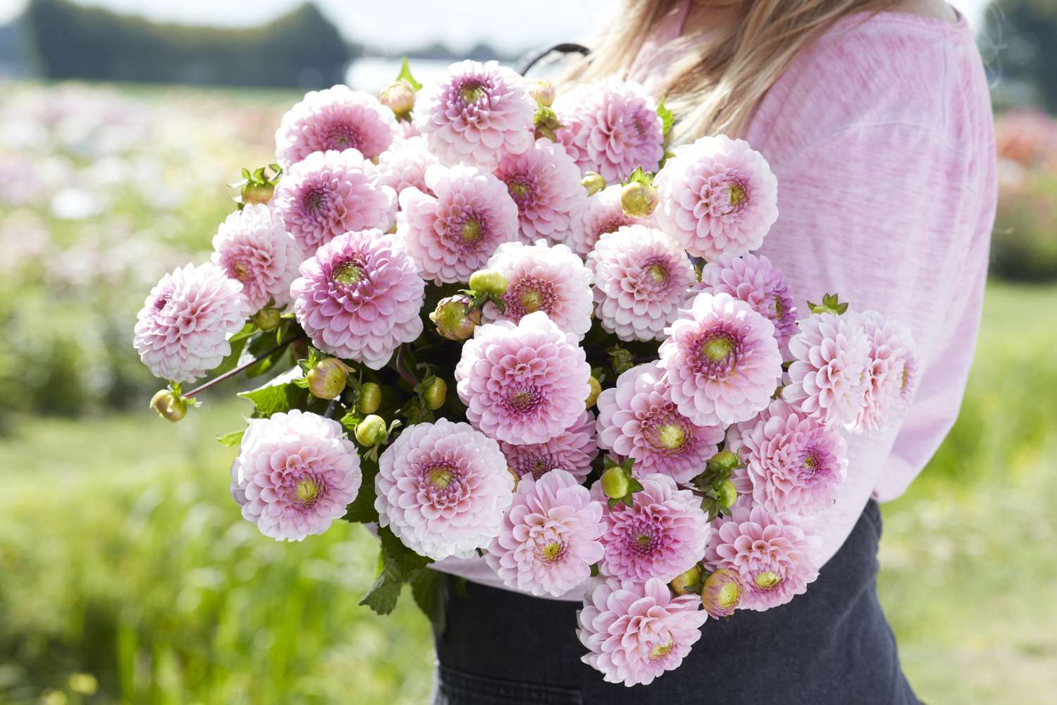 Daalia 'Wizard of Oz'